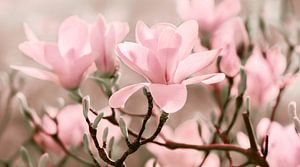 Magnolien