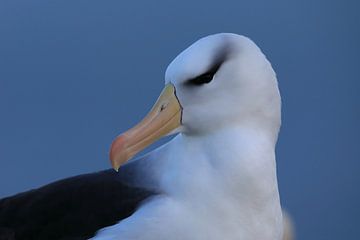 Zwart-geblauwde albatros ( Thalassarche melanophris ) of Mollymawk van Frank Fichtmüller