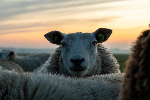 Portrait of Sheep
