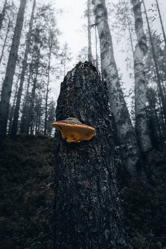 Calme scandinave - Force primitive verticale et champignon du bois dans une forêt séculaire