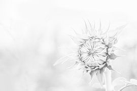 Sunflower in black and white by Nicky Kapel