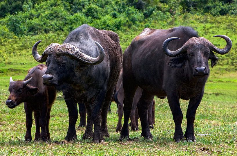 Afrikanische Büffel von Peter Michel