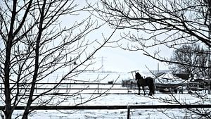 Le monde blanc