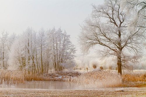 Glace noire et brouillard