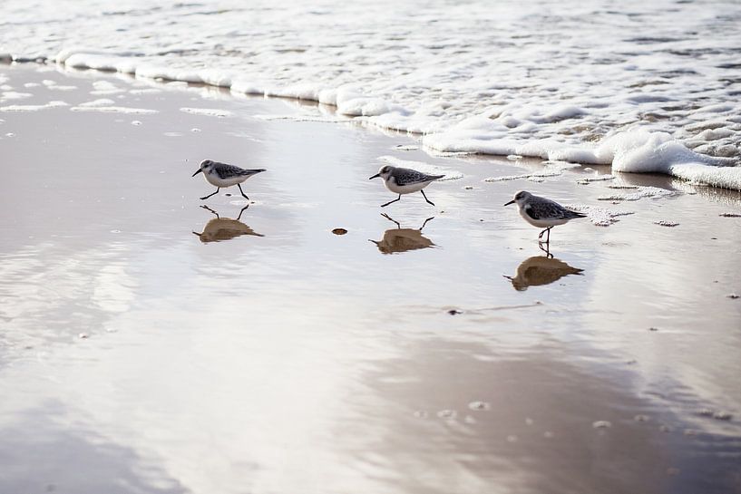 Strandlopertjes op strand by Ria Peene
