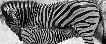 zebra moeder met veulen