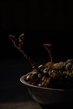 Die Natur im letzten Sonnenlicht des Tages