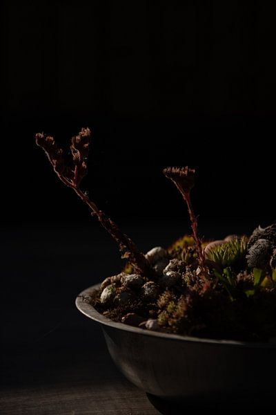 Natuur in het laatste zonlicht van de dag van Kelly Vermeer