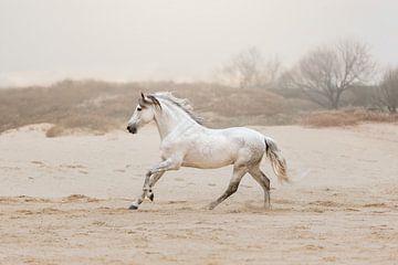 Cheval blanc courant sur la plage sur Laura Dijkslag