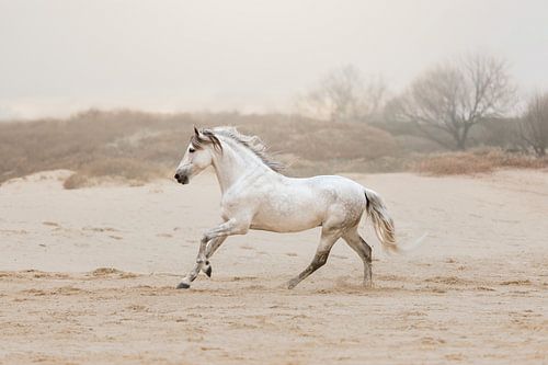 Cheval blanc courant sur la plage sur Laura Dijkslag