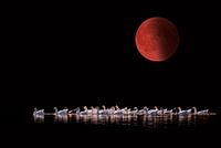 Blood Moon 2015