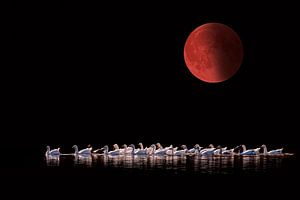 Lune de sang 2015 sur Tejo Coen