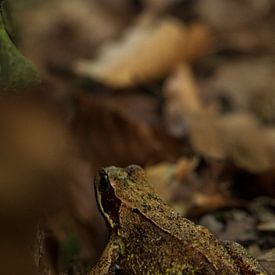 Frosch zwischen den Blättern von Danielle Kool | my KOOL moments