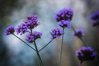 Paarse bloemen 