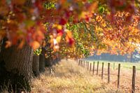 Colourful forests