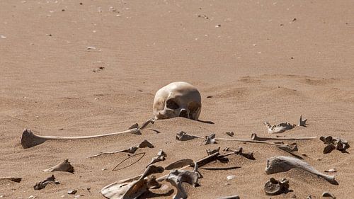 Skeleton in the desert