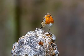 Robin sur la pierre