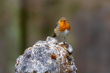 Robin on stone by Arthur Bruinen