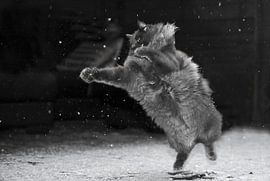 Hebbes! by b-Arthouse Fotografie