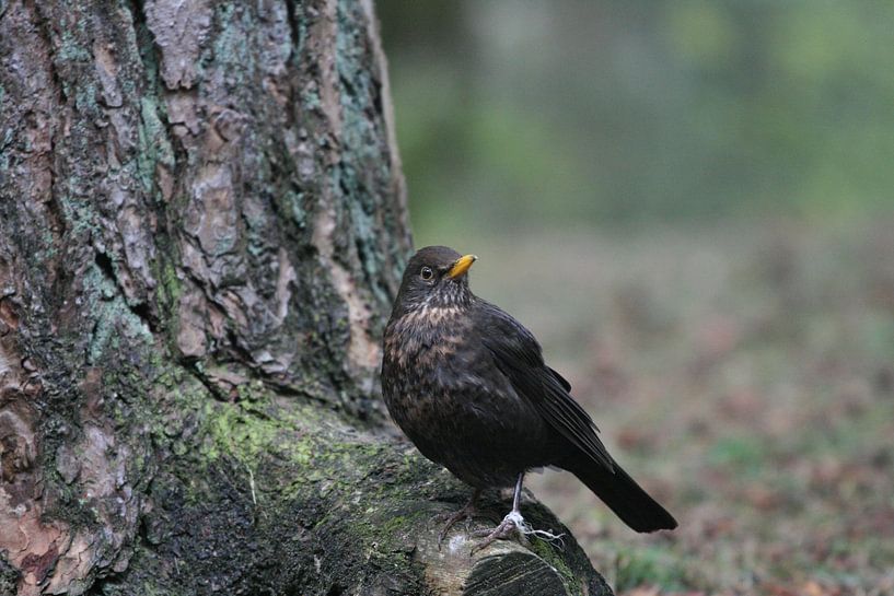 Merel von Barry van Strien