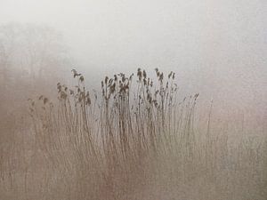 Roseau dans la brume en pastels doux et terreux
