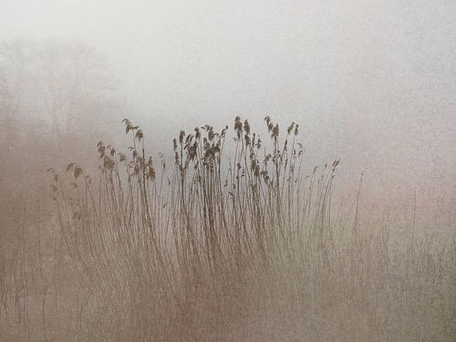 Schilf im Nebel in sanften erdigen Pastelltönen