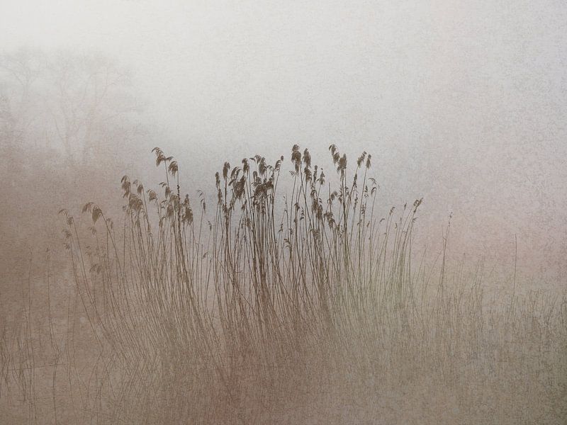 Reed in the mist in soft earthy pastels by Imaginative