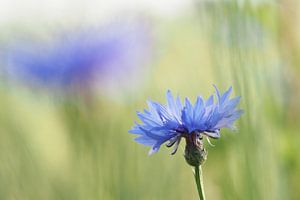 Kornblume in einem Blumenfeld.