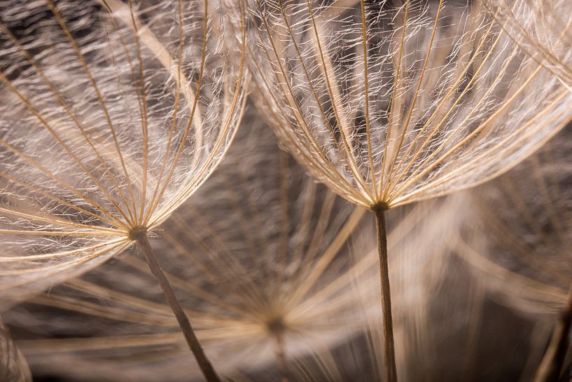 The brown tones of the fluff of a morning star by Marjolijn van den Berg