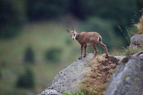 Gemzen (Rupicapra rupicapra) Vogezen, Frankrijk