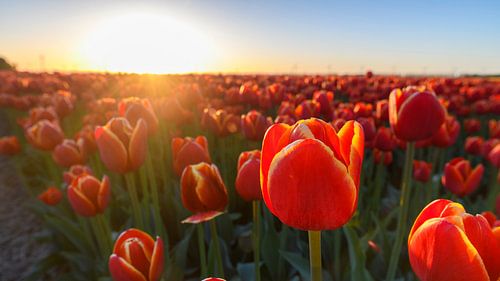 Tulpen in Flevoland tijdens zonsondergang