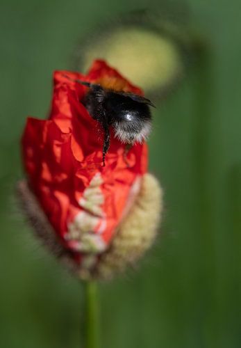 Bumblebee searches in poppies