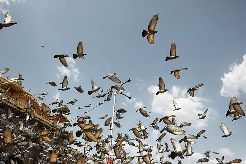 Pigeons flying in front of the Hawaii Mahal Palace. Jaipur, India by Tjeerd Kruse
