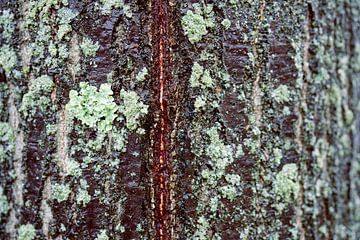 Tree bark with Moss and Lichen by Iris Holzer Richardson