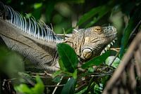 Green iguana