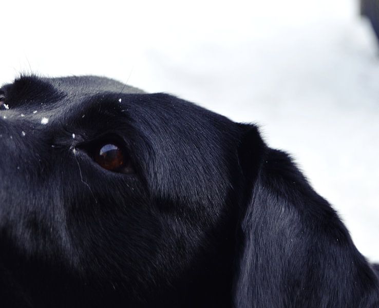 Snowfl;okje auf schwarzem Labrador von Beachlines and colors SdK