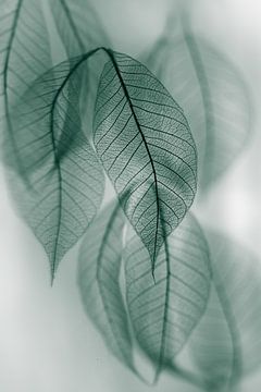 Leaf, Shihya Kowatari by 1x