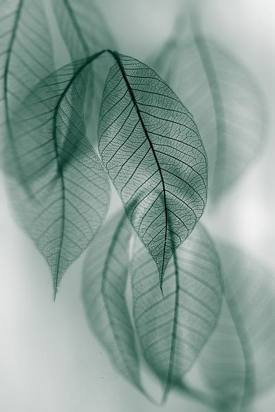 Blad van Shihya Kowatari