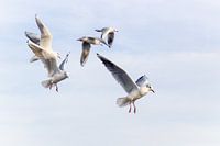 Des messagers du ciel