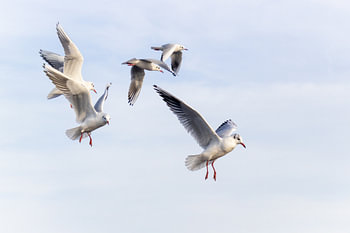 Des messagers du ciel