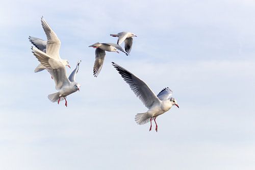 Boten des Himmels von Frans-Jan Snoek