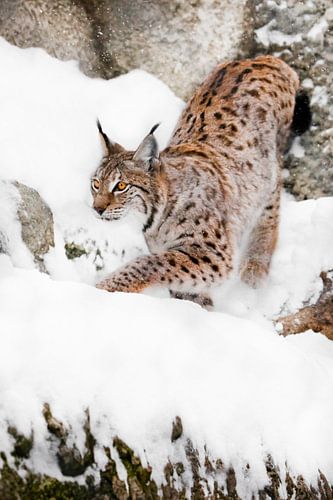 een behendige schoonheidslynx