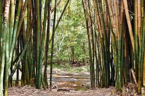 Bambuswald am Fluss