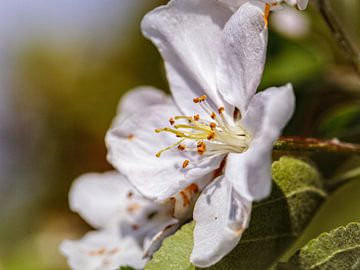 Apple Blossom by Rob Boon