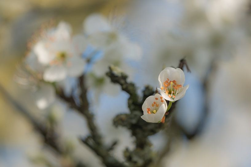 Plum blossom by Moetwil en van Dijk - Fotografie