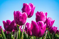 Tulpen van rosstek ® thumbnail