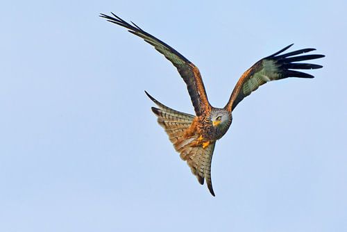 Rode Wouw in vlucht in Engeland