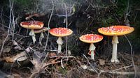 Vliegenzwam (Amanita muscaria)