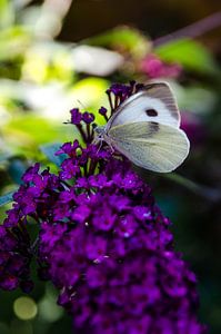 Grand charbon blanc sur un buisson papillon