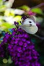 Groot Koolwitje op een vlinderstruik van Ricardo Bouman thumbnail
